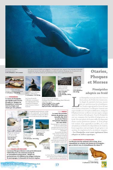 Otaries, phoques, morses