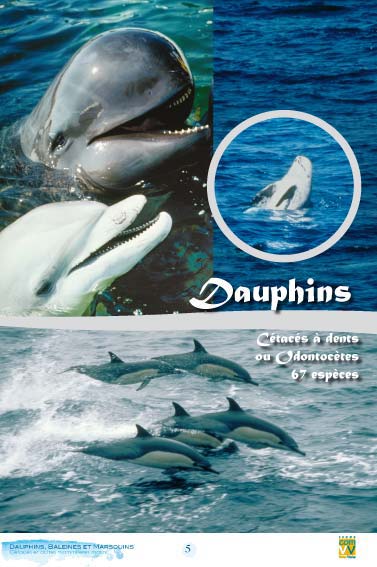 Dauphins - Cétacés à dents