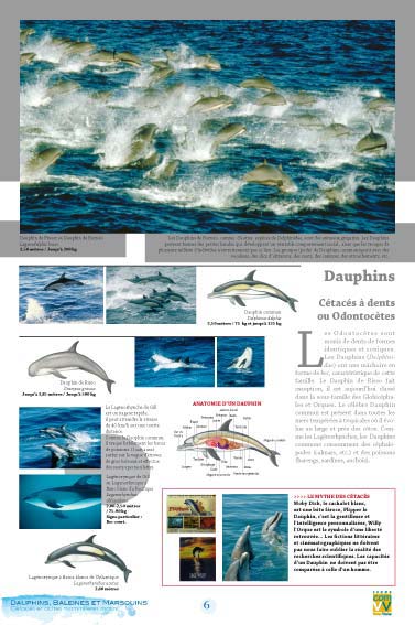 Dauphins