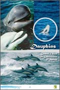 Dauphins - Cétacés à dents