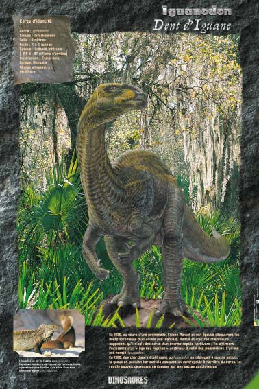 Exposition Dinosaures Iguanodon " Dent d'Iguane "