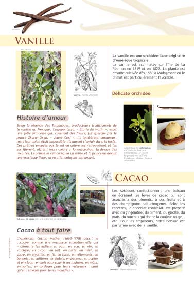 Vanille - Cacao - exposition Épices et aromates