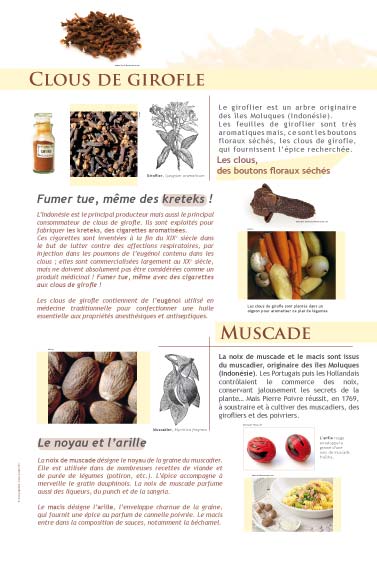 Clous de girofle - Muscade - exposition Épices et aromates