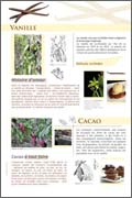Vanille - Cacao - exposition Épices et aromates
