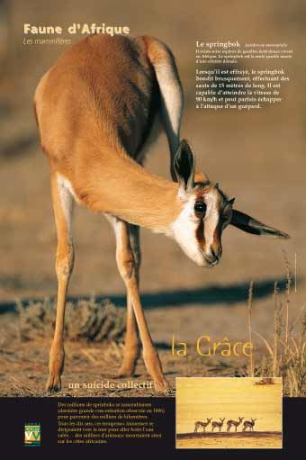 Exposition Le springbok