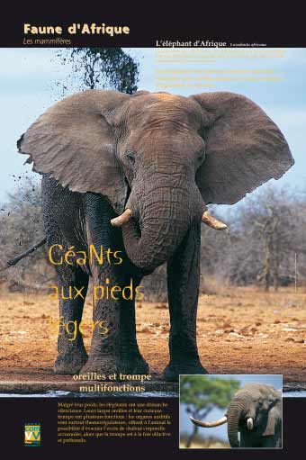exposition L'éléphant d'Afrique