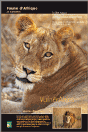 Vulnérables - Le lion