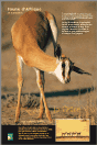 Le springbok