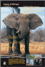 L'éléphant d'Afrique