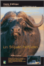 Le buffle d'Afrique