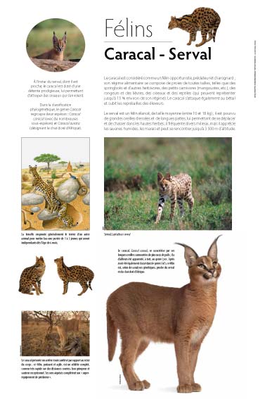 exposition Félins -  Caracal - Serval