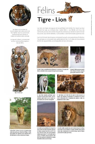 expositioexposition Félins -  Tigre - Lionn culturelle
