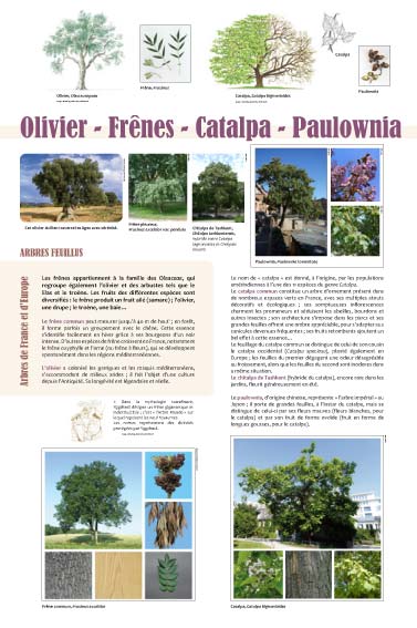 exposition Olivier - Frênes - Catalpa - Paulownia