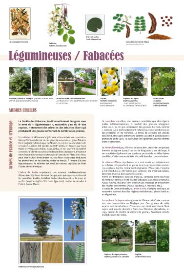 exposition Légumineuses / Fabacées