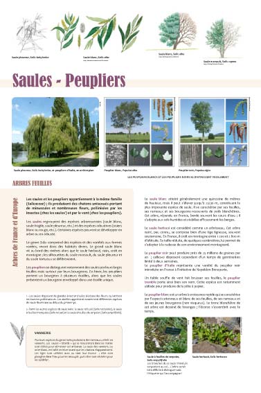 exposition Saules - Peupliers 