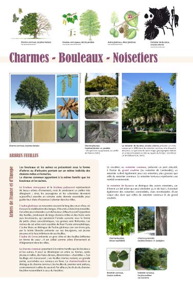 exposition Saules - Peupliers exposition Charmes - Bouleaux - Noisetiers