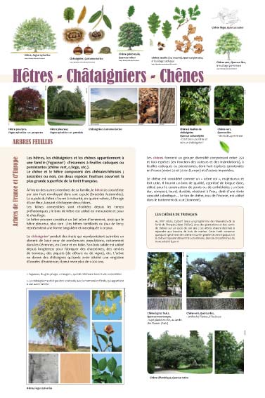 exposition Hêtres - Châtaigniers - Chênes