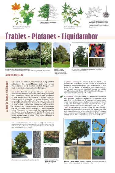 exposition érables - Platanes - Liquidambar