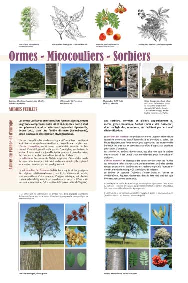 exposition Ormes - Micocouliers - Sorbiers