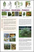 exposition Savonnier - Eucalyptus - Palmiers