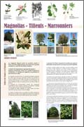 exposition Magnolias - Tilleuls - Marronniers