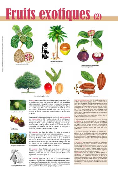 Nono, Morinda citrifolia - Cocotier, Cocos nucifera - Mangoustanier, ou mangoustan - Manguier, Mangifera indica - Cacaoyer, Theobroma cacao Avocat, papaye, ananas, banane, fruit de la passion, goyave, coco, nono, mangue, 