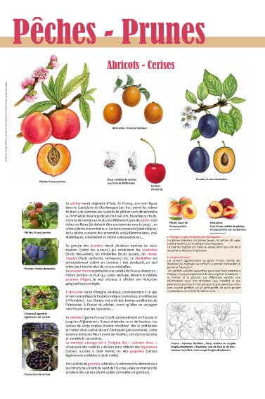 expositExposition Fruits Pêches - Prunes - Abricots - Cerisesion culturelle