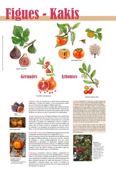 expositionExposition Fruits Figues - Kakis -Grenades - Arbouses  culturelle