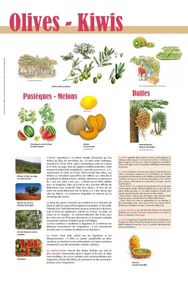 expositioExposition Fruits Olives - Kiwis - Pastèques - Melons - Dattesn culturelle