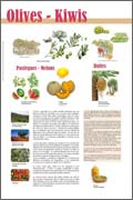 Exposition Fruits Olives - Kiwis - Pastèques - Melons - Dattes