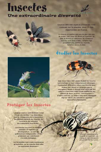 exposition insectes 