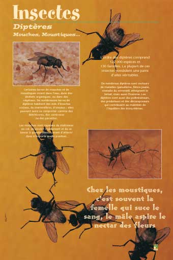 Exposition Insectes / Diptères, Mouches, Moustiques...