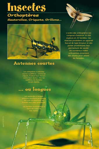 Exposition Insectes / Orthoptères, Sauterelles, Criquets, Grillons...
