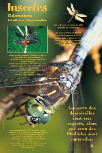 Exposition Insectes / Odonates Libellules, Demoiselles