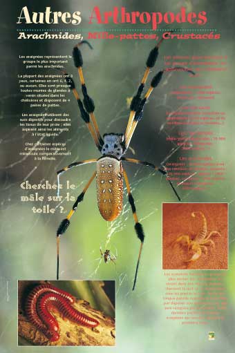 Arthropodes, Arachnides, Mille-pattes, Crustacés