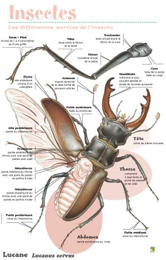 Les différentes parties de l’insecte