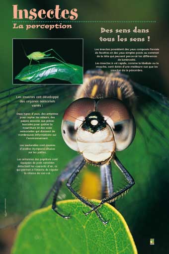 Exposition Insectes / La perception