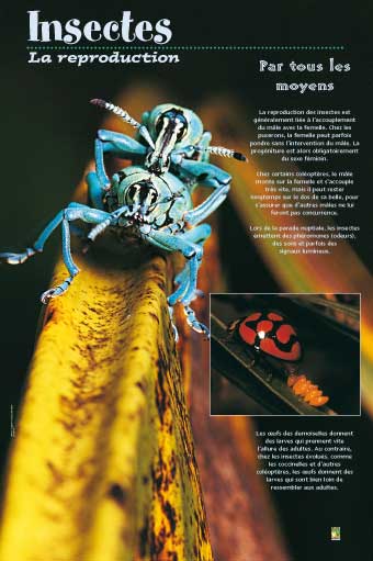 Exposition Insectes / La reproduction 