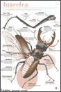 Les différentes parties de l’insecte