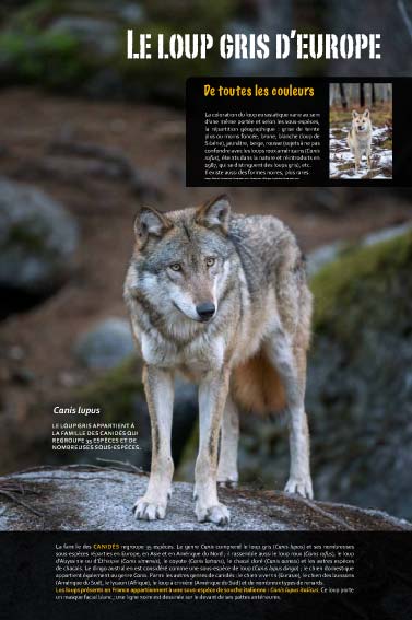 Exposition Le loup - Un animal social