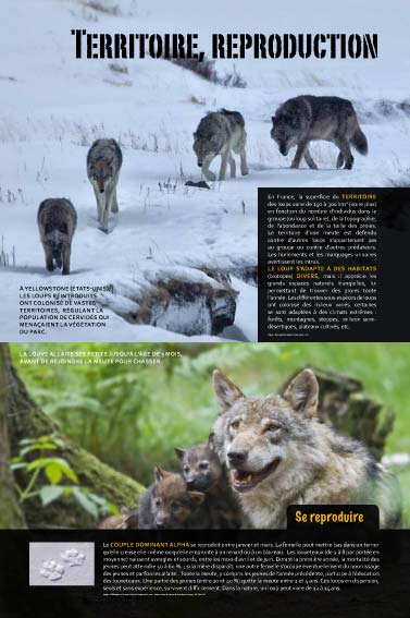 Exposition Le loup - Un cri du cœur, du corps et du chœur