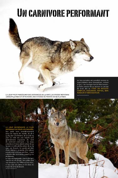 Exposition Le loup - Toute la meute participe à l'éducation