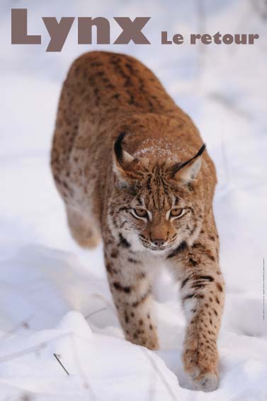 exposition Lynx