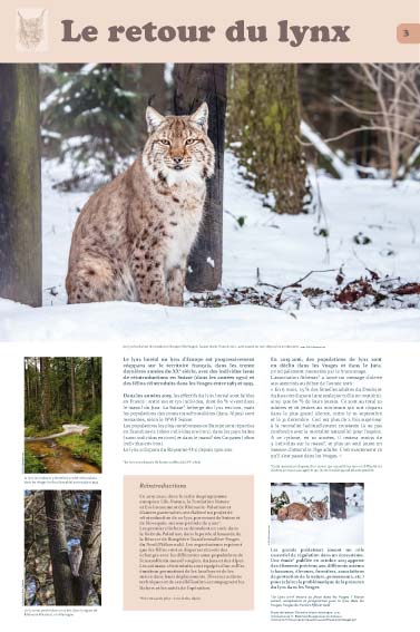 exposition Le retour du lynx