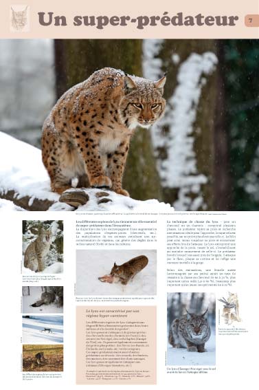 exposition le lynx Un super-prédateur