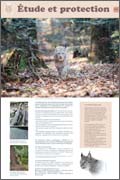 exposition étude et protection du lynx