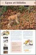 exposition Lynx et félidés