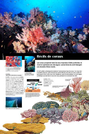 Exposition Océan Récifs de coraux