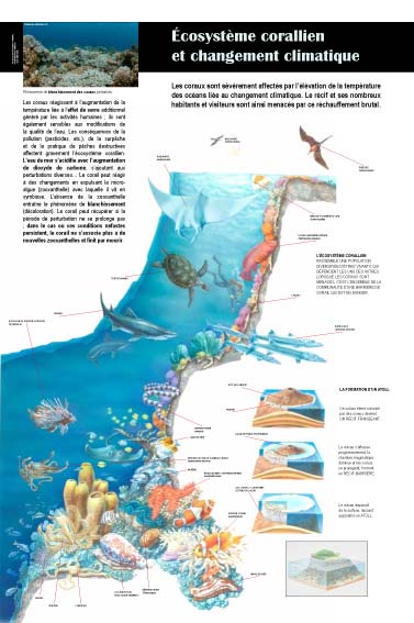 Exposition Océan Écosystème corallien et changement climatique