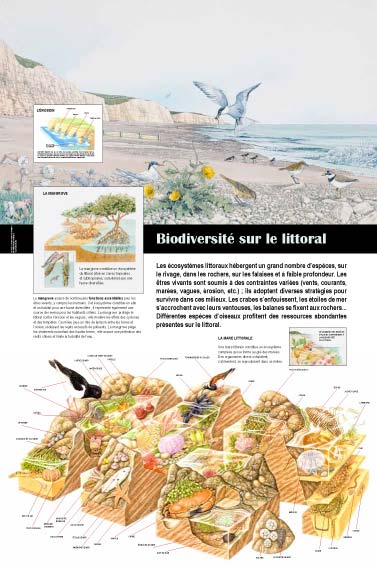 Exposition Océan Biodiversité sur le littoral